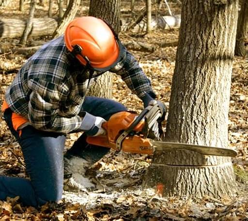 Tree Removal in Hooksett, NH